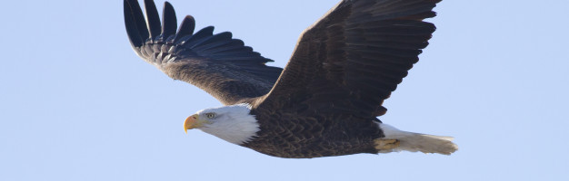 Widow of Zarephath: The Eagles are Coming